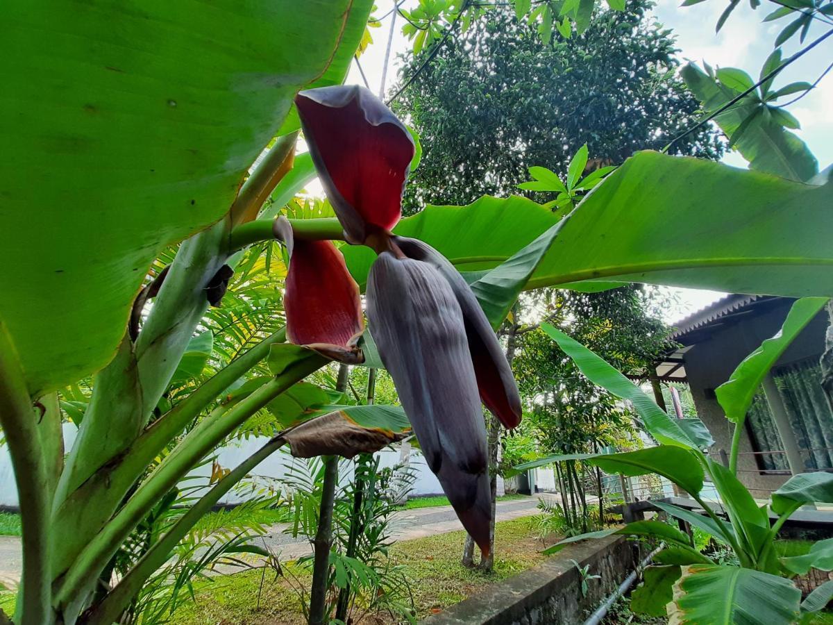 Mass Eco Cabana Yoga & Spa - Unawatuna Bed & Breakfast Exterior photo